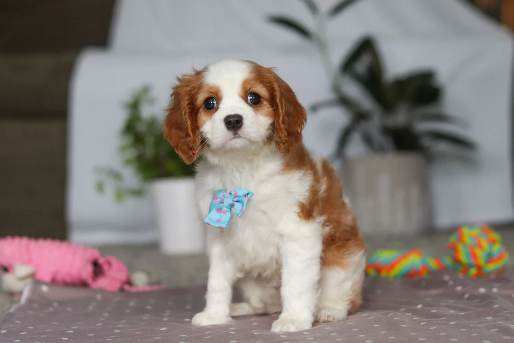 Teacup Cavalier King Charles Spaniel Welpe