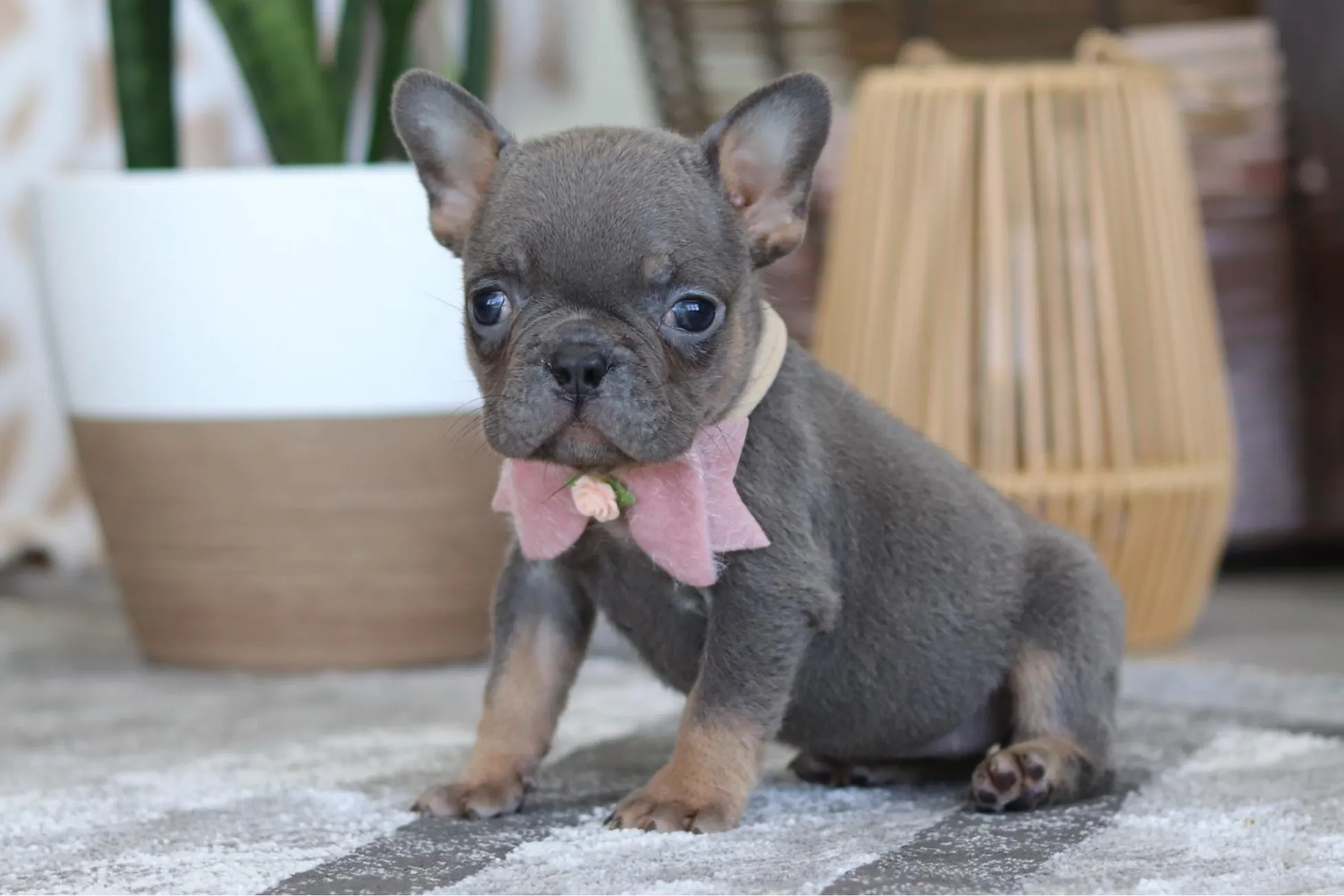 Teacup French Bulldog Welpe