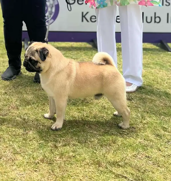 Teacup Pug Welpe