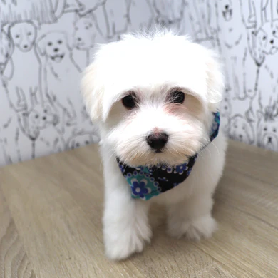 Teacup Maltese Welpe männlich - Bello