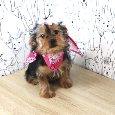 Teacup Yorkie Welpe weiblich - Bella